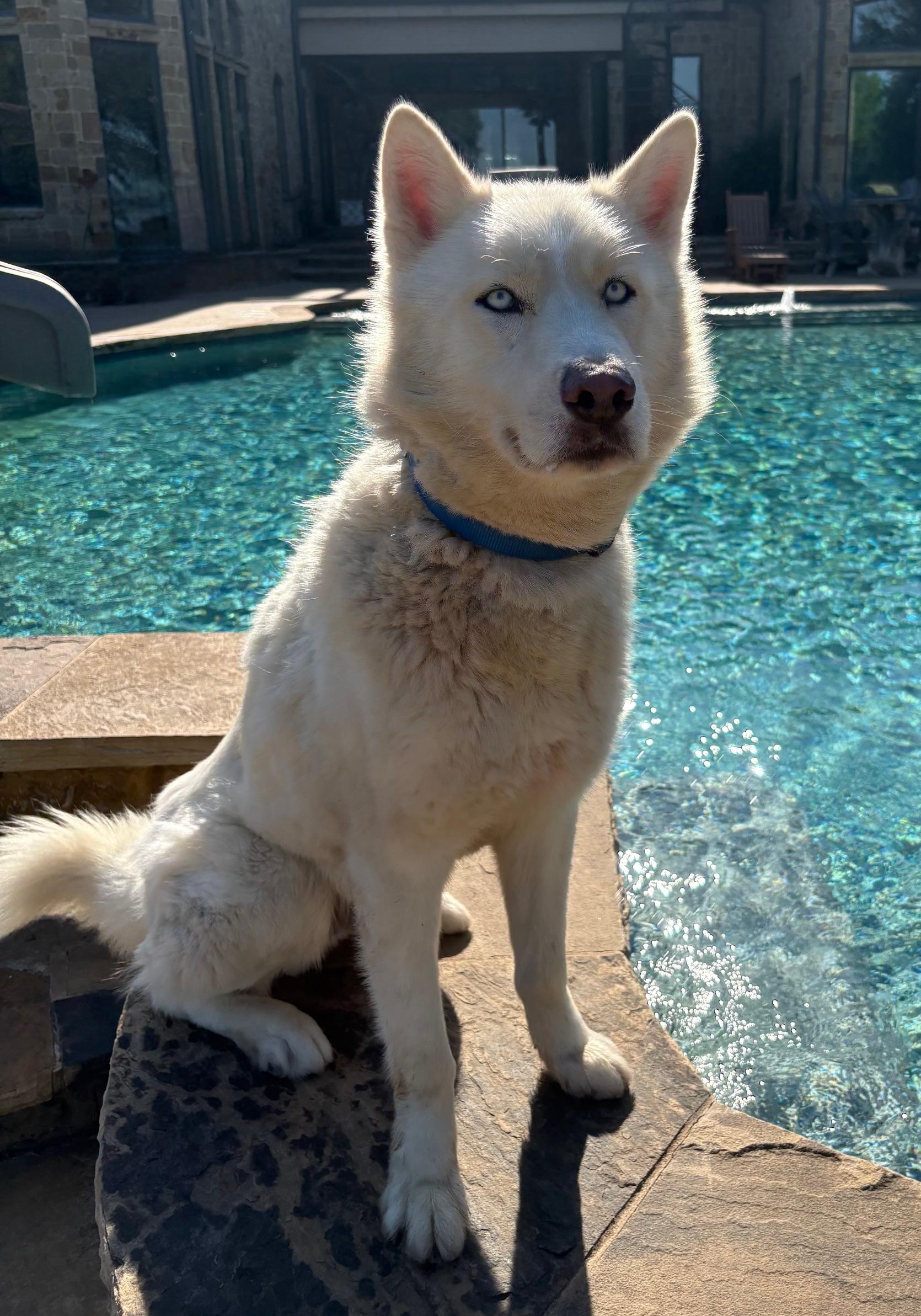 JAYLYN, a Adopted Siberian Husky in Rocky Point, NY image 1/5