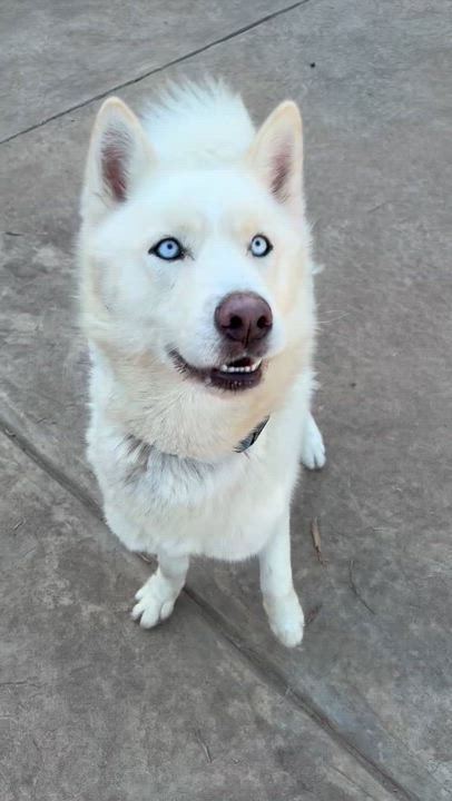 Enlarge JAYLYN, a Adopted Siberian Husky in Rocky Point, NY video 3/5