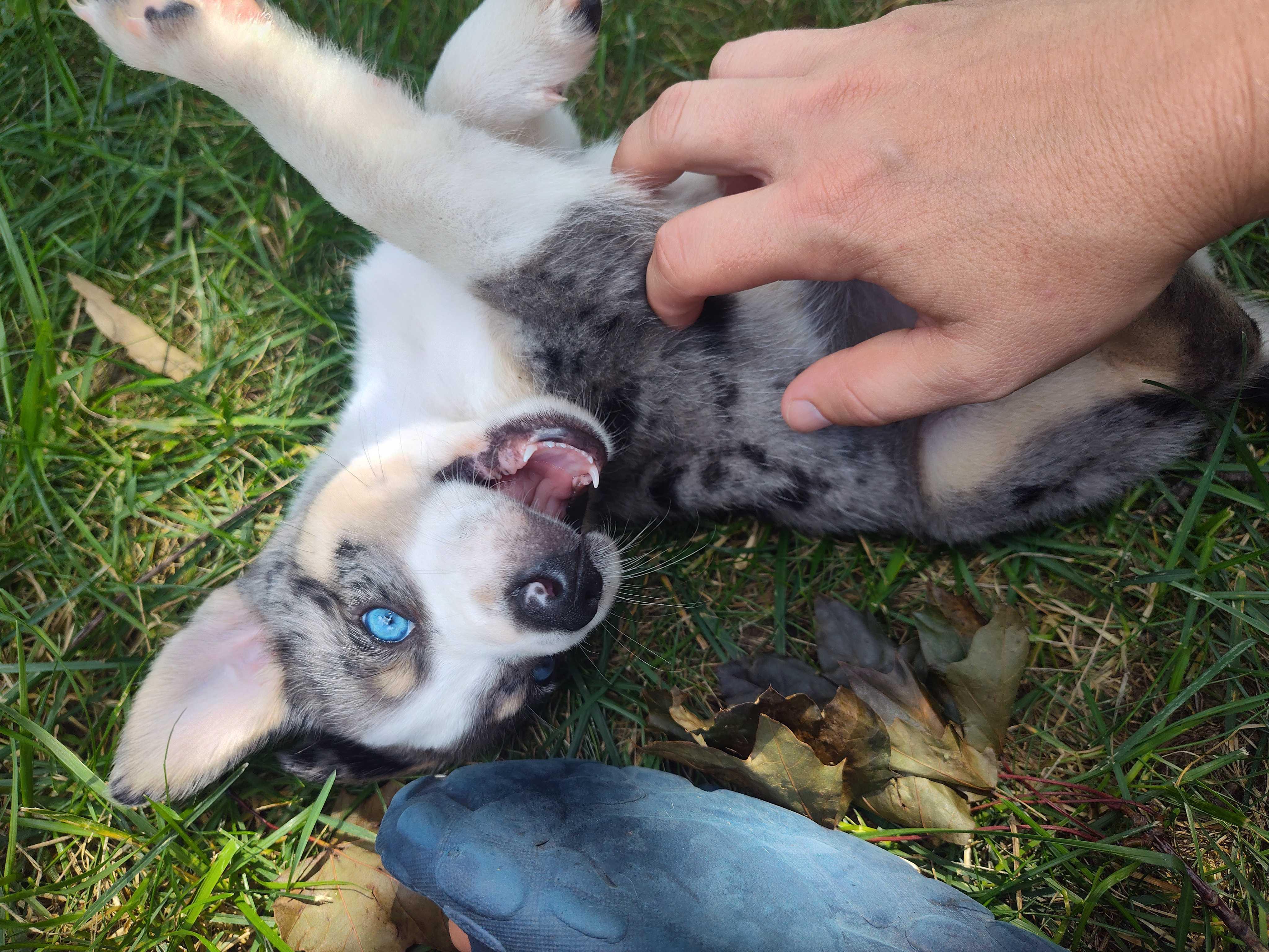 Cher, Adoptable, Puppy Female Australian Cattle Dog / Blue Heeler.