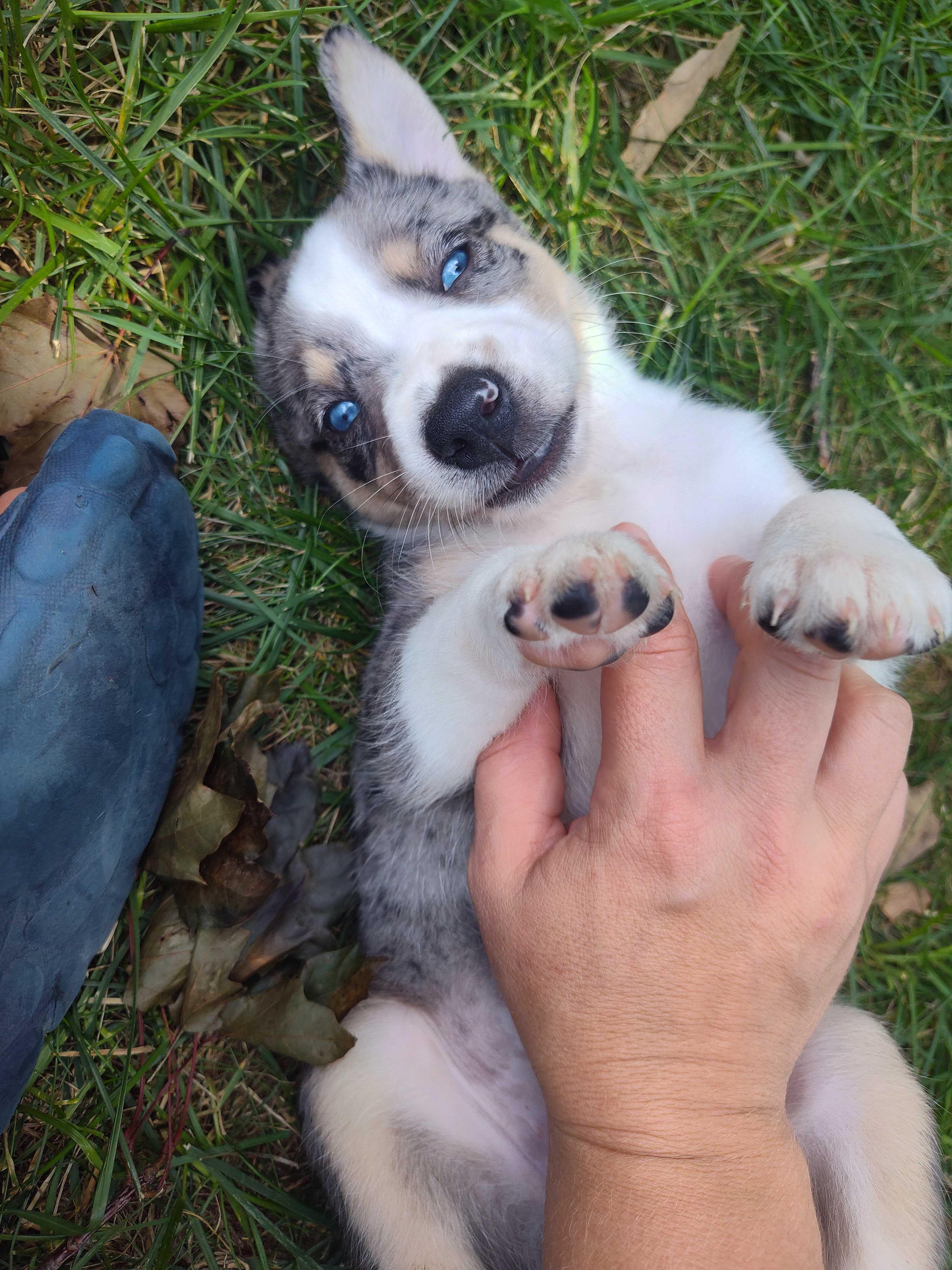 Enlarge Cher, a Adoptable Australian Cattle Dog / Blue Heeler in Addison, IL image 4/4
