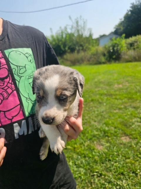 Puppy 3, Adoptable, Puppy Female Australian Cattle Dog / Blue Heeler.
