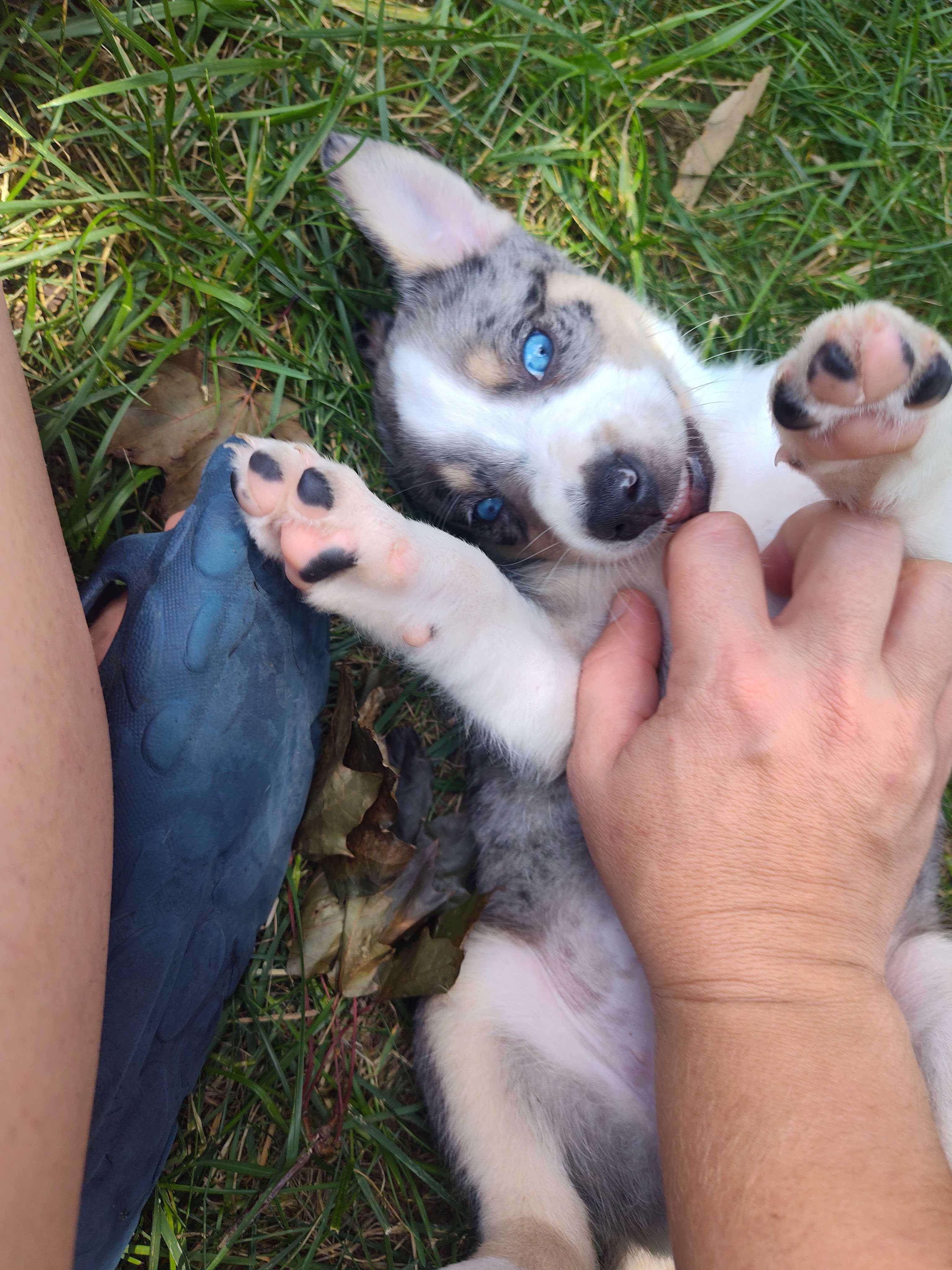 Enlarge Cher, a Adoptable Australian Cattle Dog / Blue Heeler in Addison, IL image 3/4