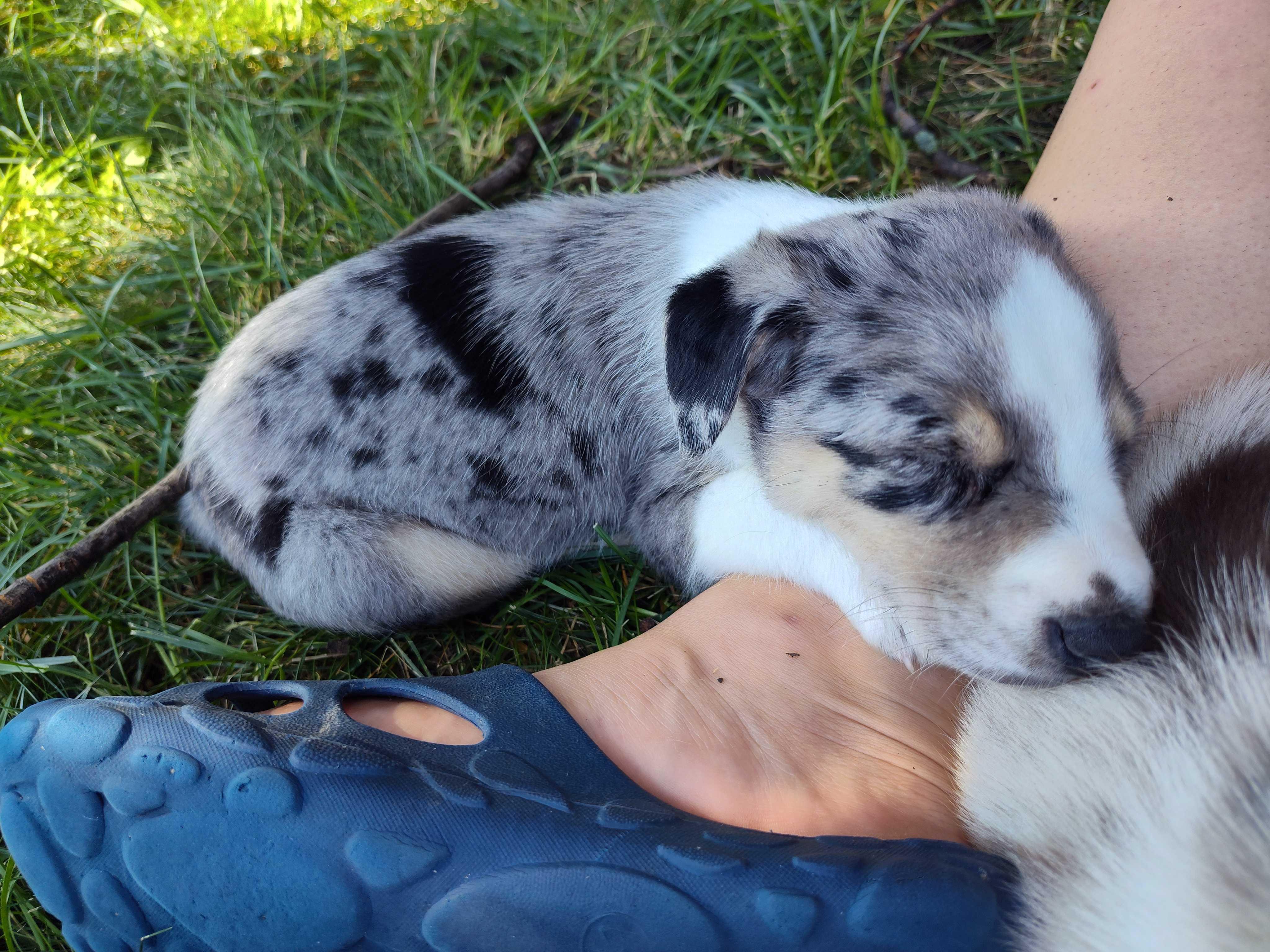 Enlarge Cher, a Adoptable Australian Cattle Dog / Blue Heeler in Addison, IL image 2/4