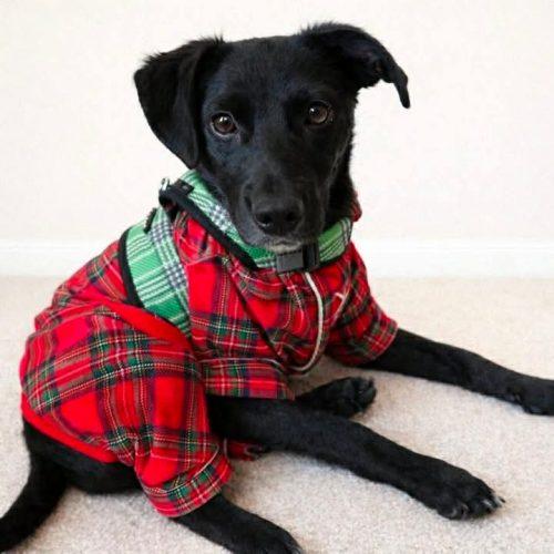 Enlarge Maggie, a Adoptable mixed breed in Verona, NJ image 1/2