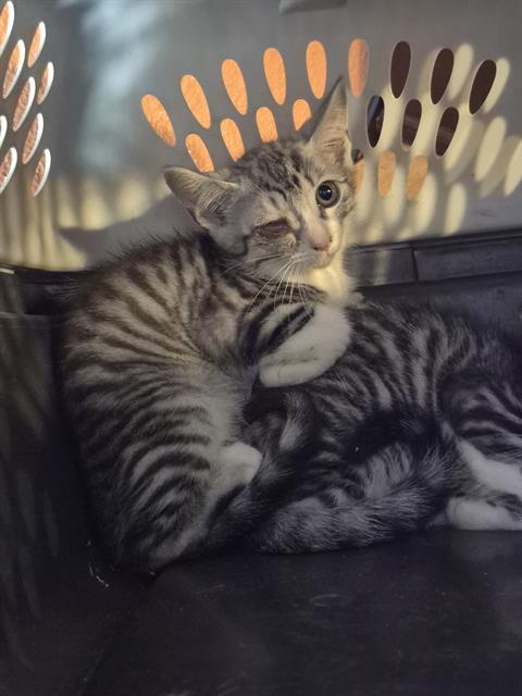 NOODLE, Adoptable, Kitten Male Domestic Medium Hair.