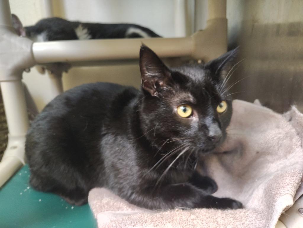 Ambrose, Adoptable, Young Male Domestic Short Hair.