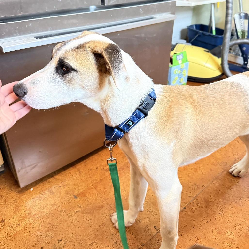 Gecko, Adoptable, Young Male Mixed Breed.