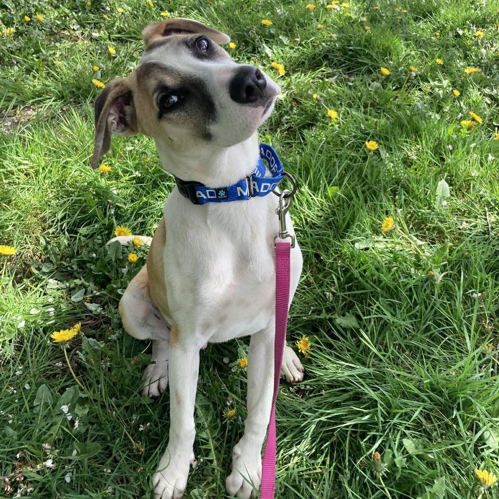 Enlarge Gecko, a Adoptable Mixed Breed in Bend, OR image 2/6