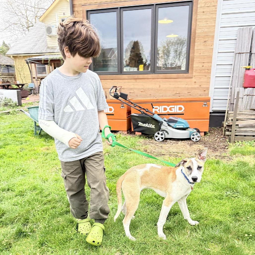 Enlarge Gecko, a Adoptable Mixed Breed in Bend, OR image 3/6