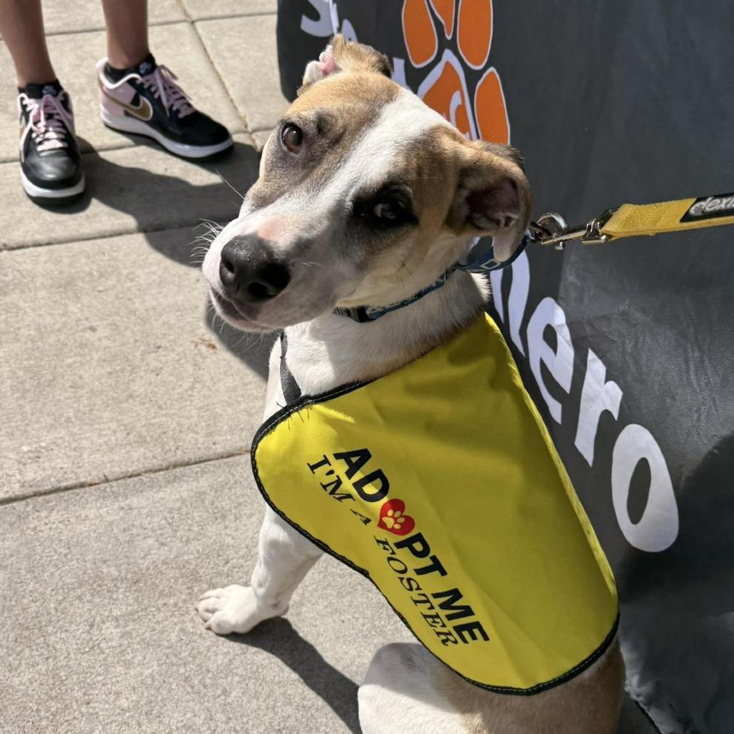 Gecko, a Adoptable Mixed Breed in Bend, OR image 3/6