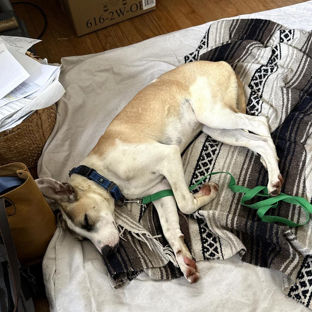 Enlarge Gecko, a Adoptable Mixed Breed in Bend, OR image 4/6