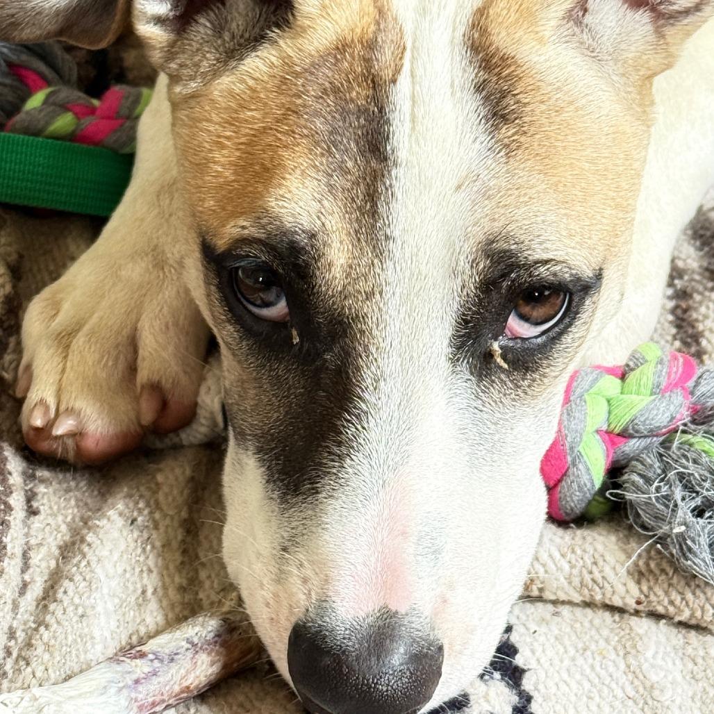 Enlarge Gecko, a Adoptable Mixed Breed in Bend, OR image 5/6