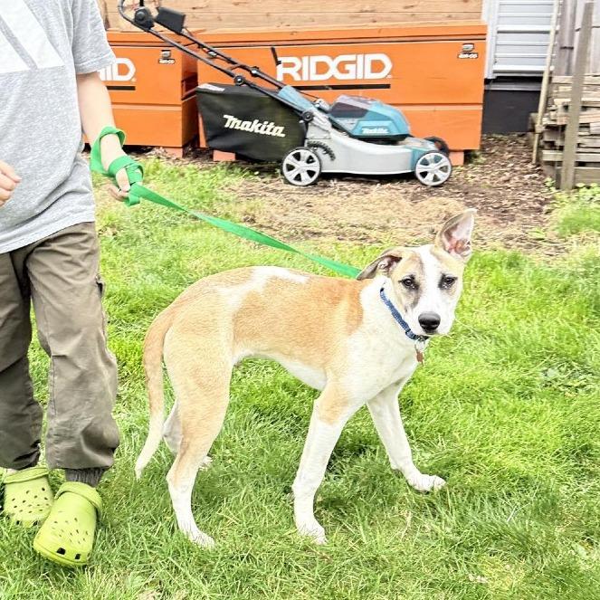 Enlarge Gecko, a Adoptable Mixed Breed in Bend, OR image 6/6