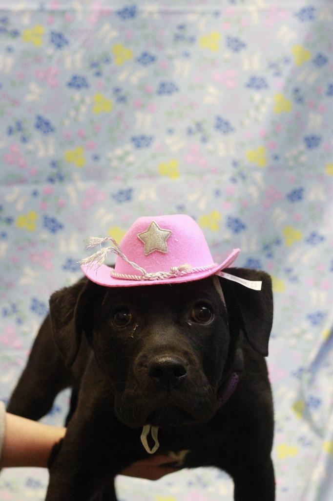 Enlarge Palmer, a Adoptable mixed breed in Dyersburg, TN image 1/1
