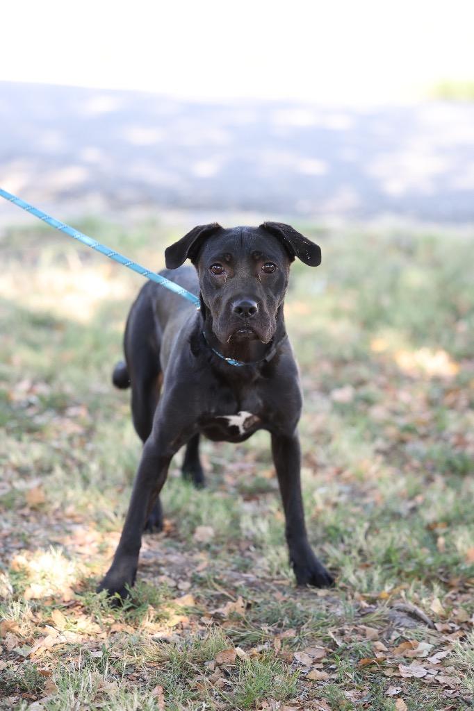 Enlarge Palmer, a Adoptable mixed breed in Dyersburg, TN image 2/3