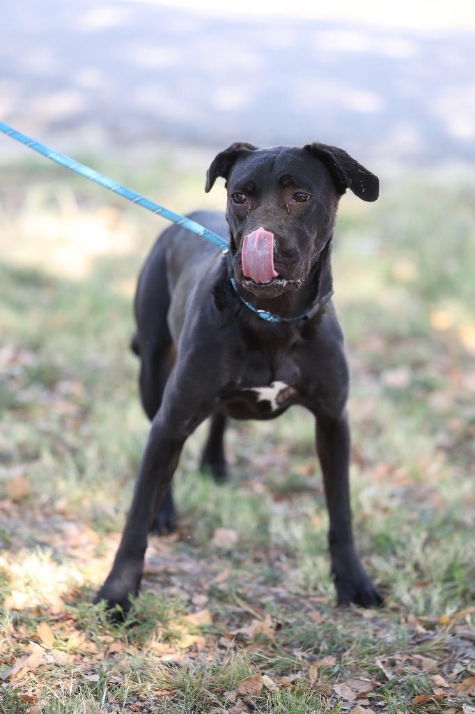 Enlarge Palmer, a Adoptable mixed breed in Dyersburg, TN image 3/3