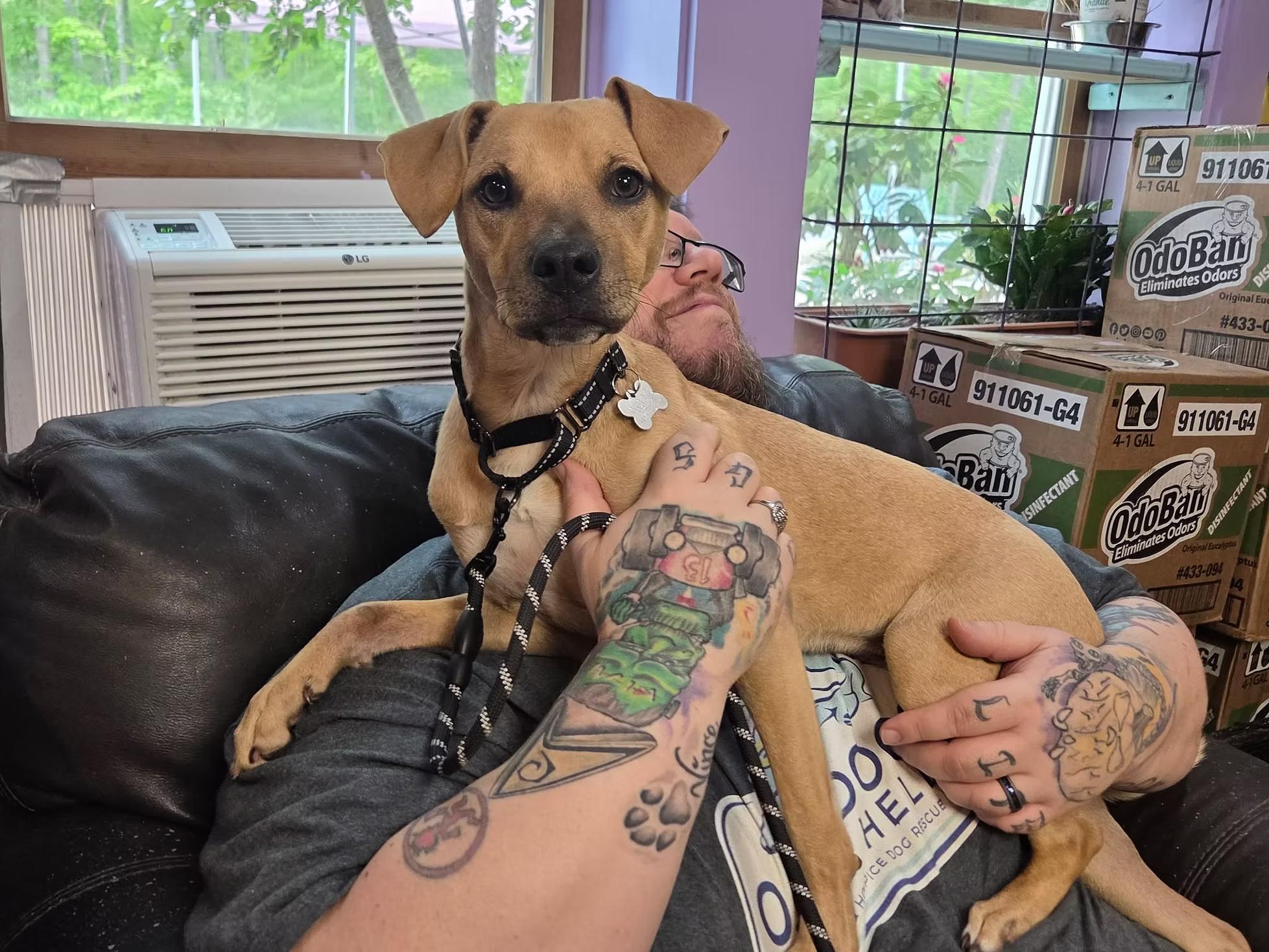 Enlarge Honey - in Maine, a ADOPTABLE Mixed Breed in Kennebunkport, ME image 2/4