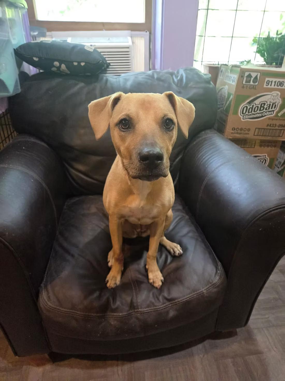 Enlarge Honey - in Maine, a ADOPTABLE Mixed Breed in Kennebunkport, ME image 1/4