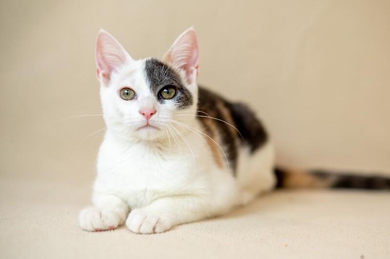 Jeanette, Adoptable, Young Female Domestic Short Hair.