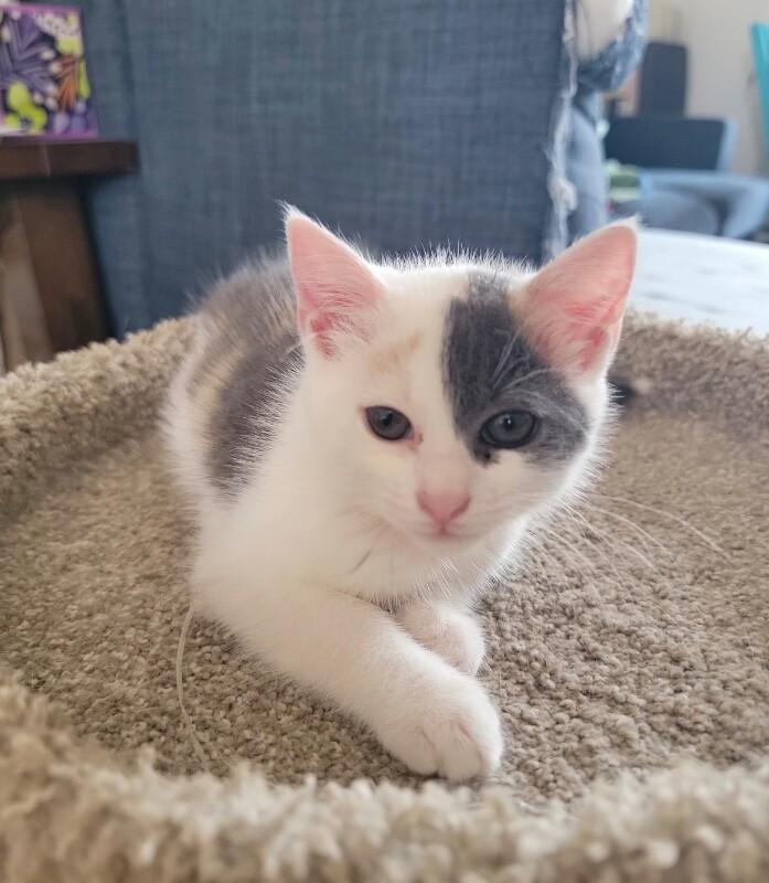 Jeanette, a Adoptable Domestic Short Hair in North Babylon, NY image 1/5