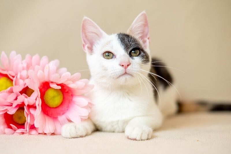 Enlarge Jeanette, a Adoptable Domestic Short Hair in North Babylon, NY image 2/4
