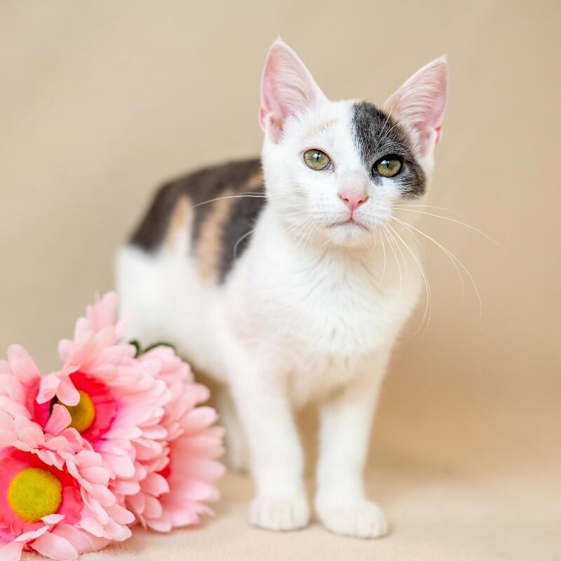Enlarge Jeanette, a Adoptable Domestic Short Hair in North Babylon, NY image 3/4