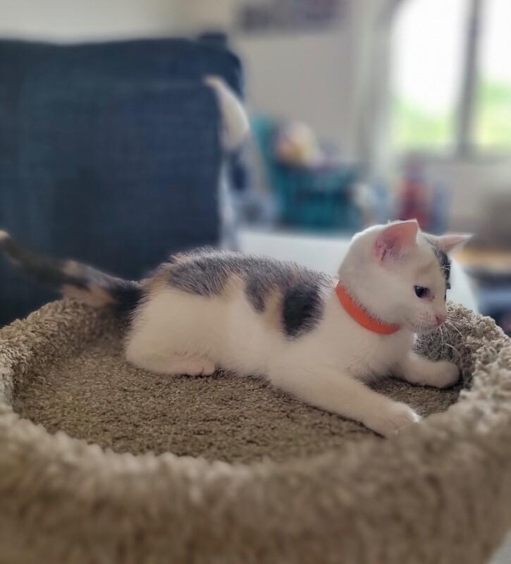 Jeanette, a Adoptable Domestic Short Hair in North Babylon, NY image 2/5