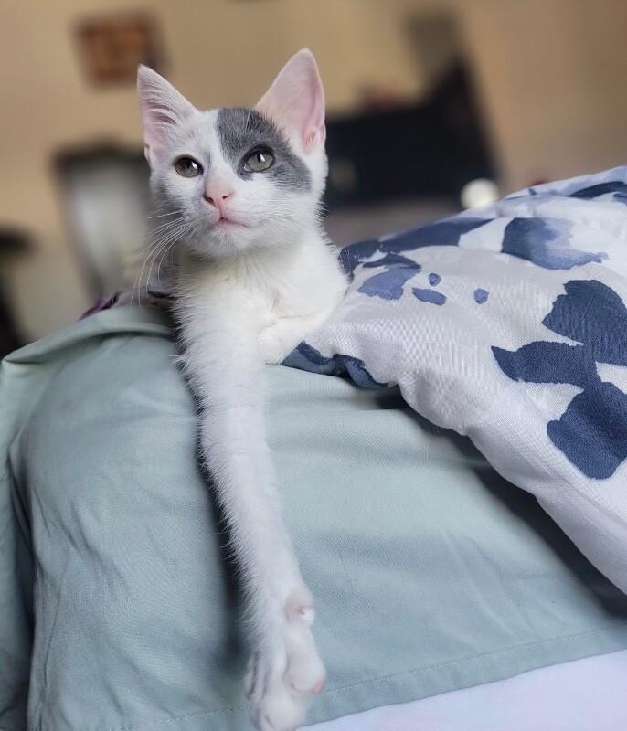 Jeanette, a Adoptable Domestic Short Hair in North Babylon, NY image 2/3