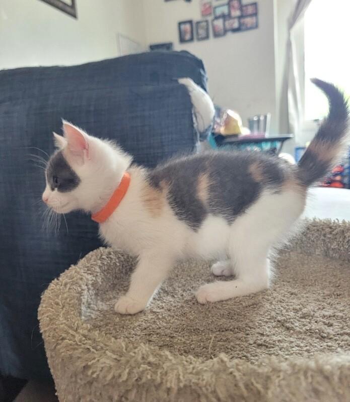 Jeanette, a Adoptable Domestic Short Hair in North Babylon, NY image 3/5