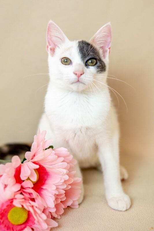 Enlarge Jeanette, a Adoptable Domestic Short Hair in North Babylon, NY image 4/4