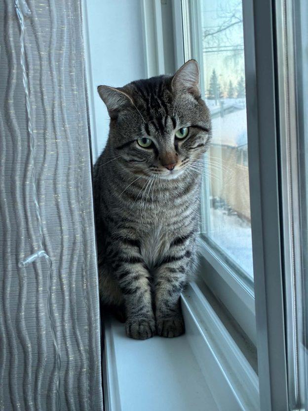 Enlarge Dooby, an adopted Domestic Short Hair in Wasilla, AK image 1/1