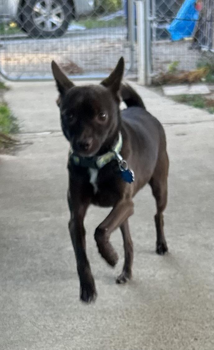 Oso, ADOPTABLE, Young Male Chihuahua & Pomeranian.