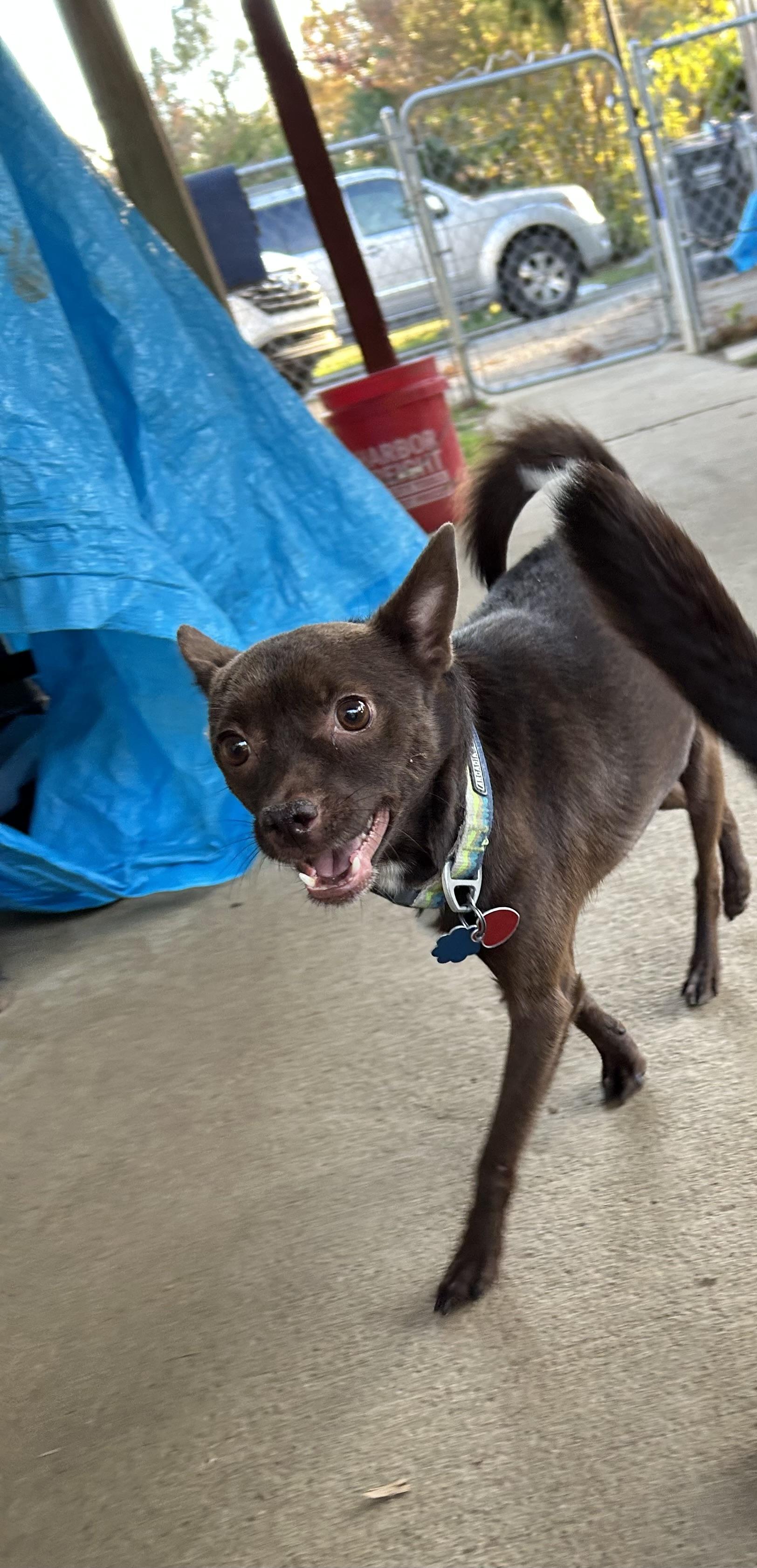 Oso, a ADOPTABLE mixed breed in Lincoln University, PA image 2/3