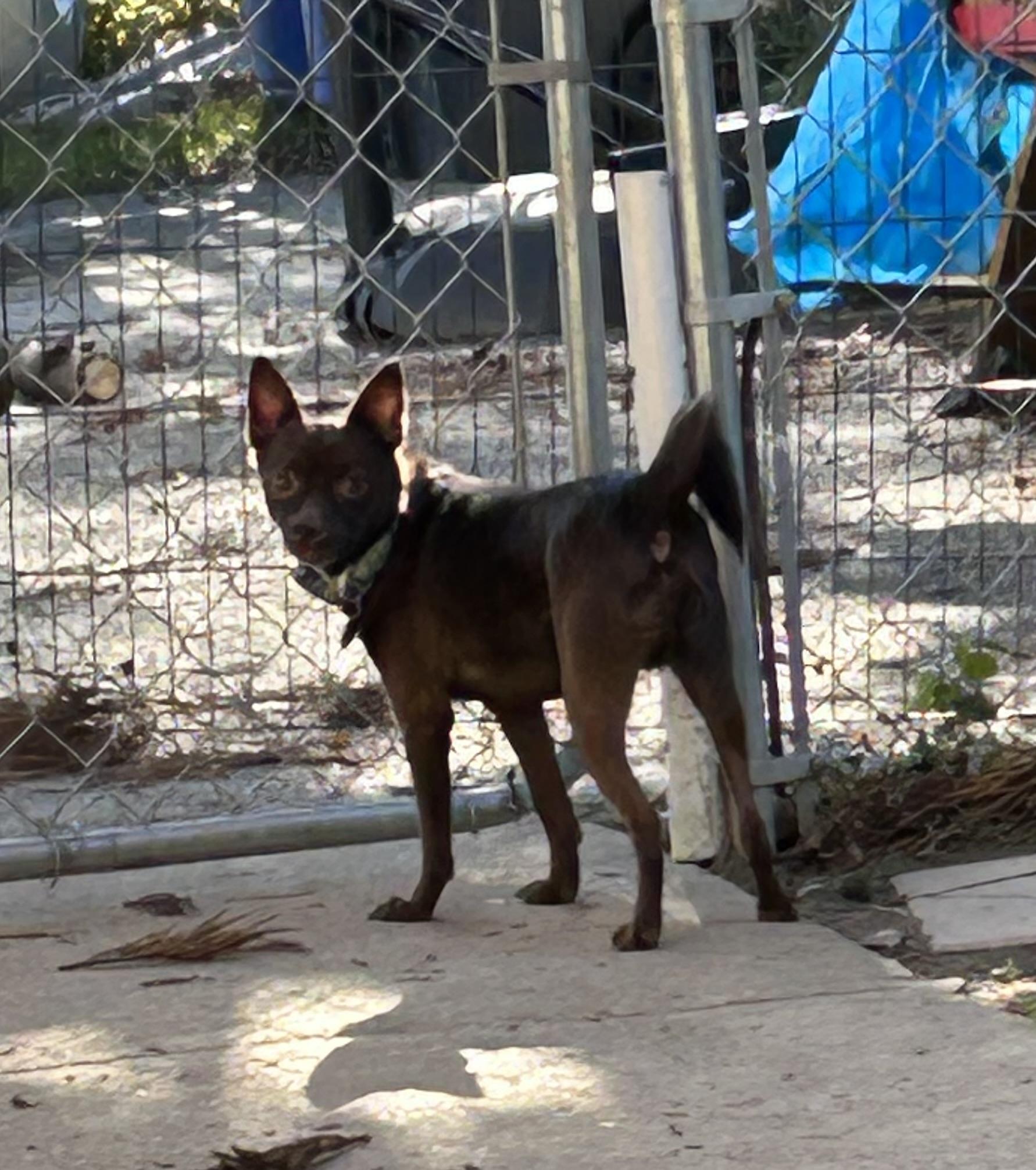 Oso, a ADOPTABLE mixed breed in Lincoln University, PA image 3/3