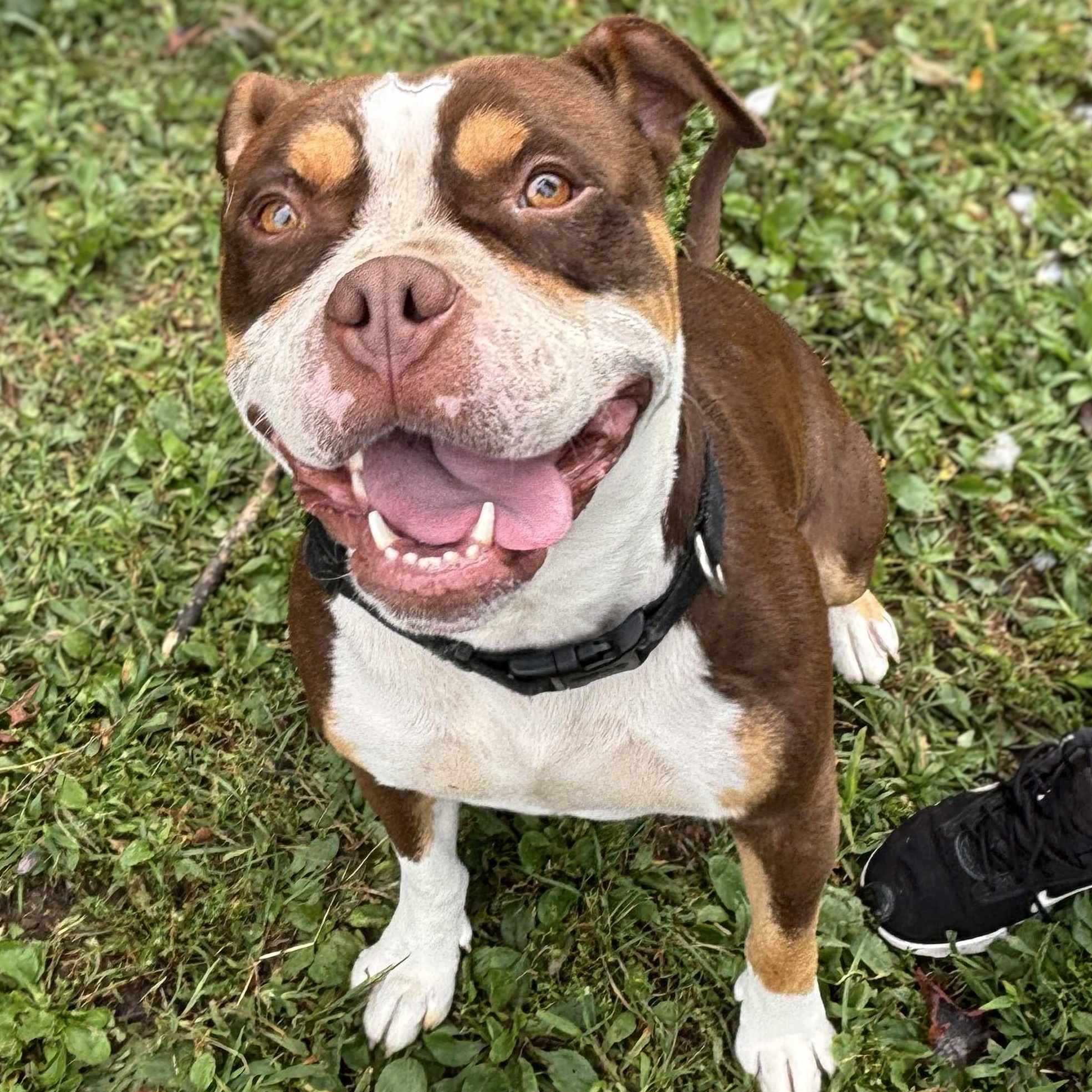 Enlarge Zeus, a Adoptable mixed breed in New Windsor, NY image 1/3