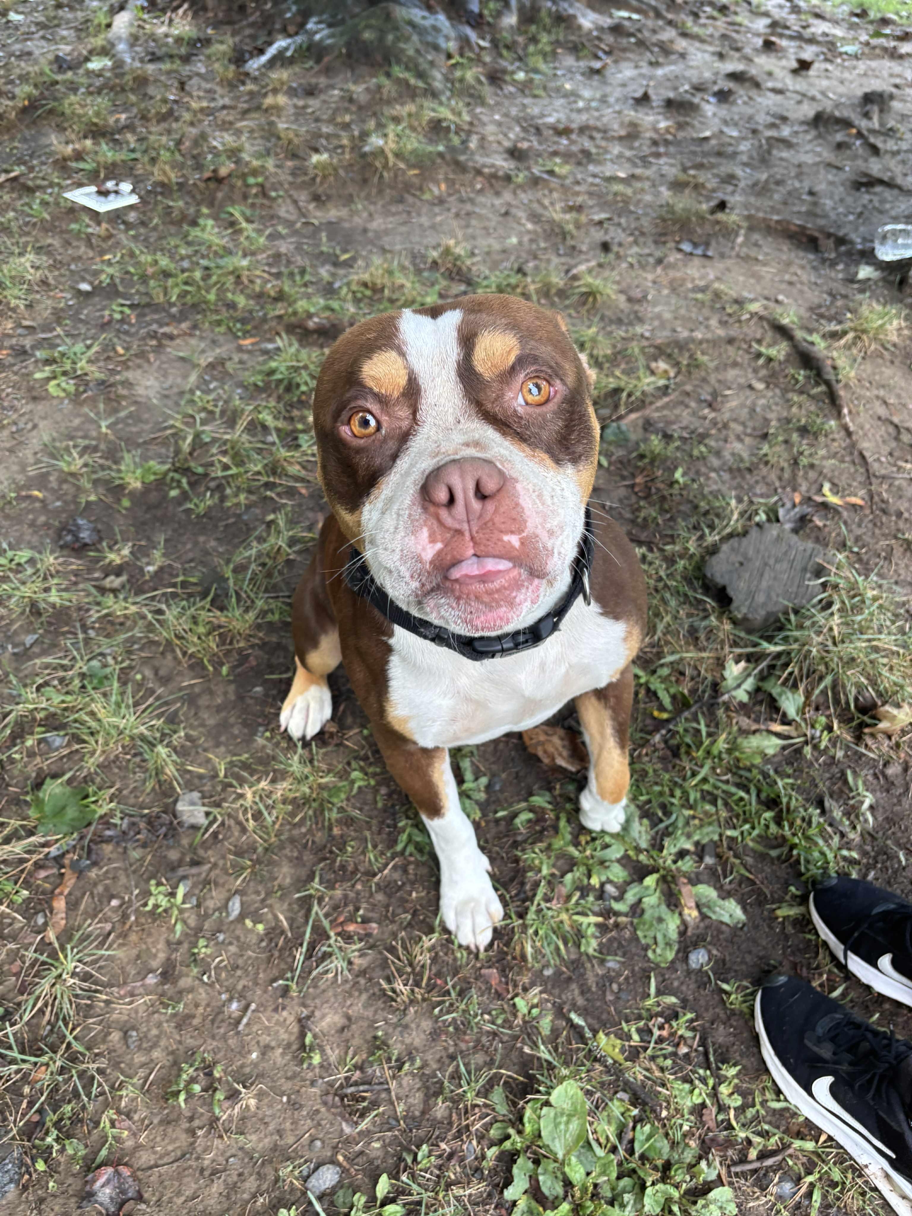 Enlarge Zeus, a Adoptable mixed breed in New Windsor, NY image 2/3