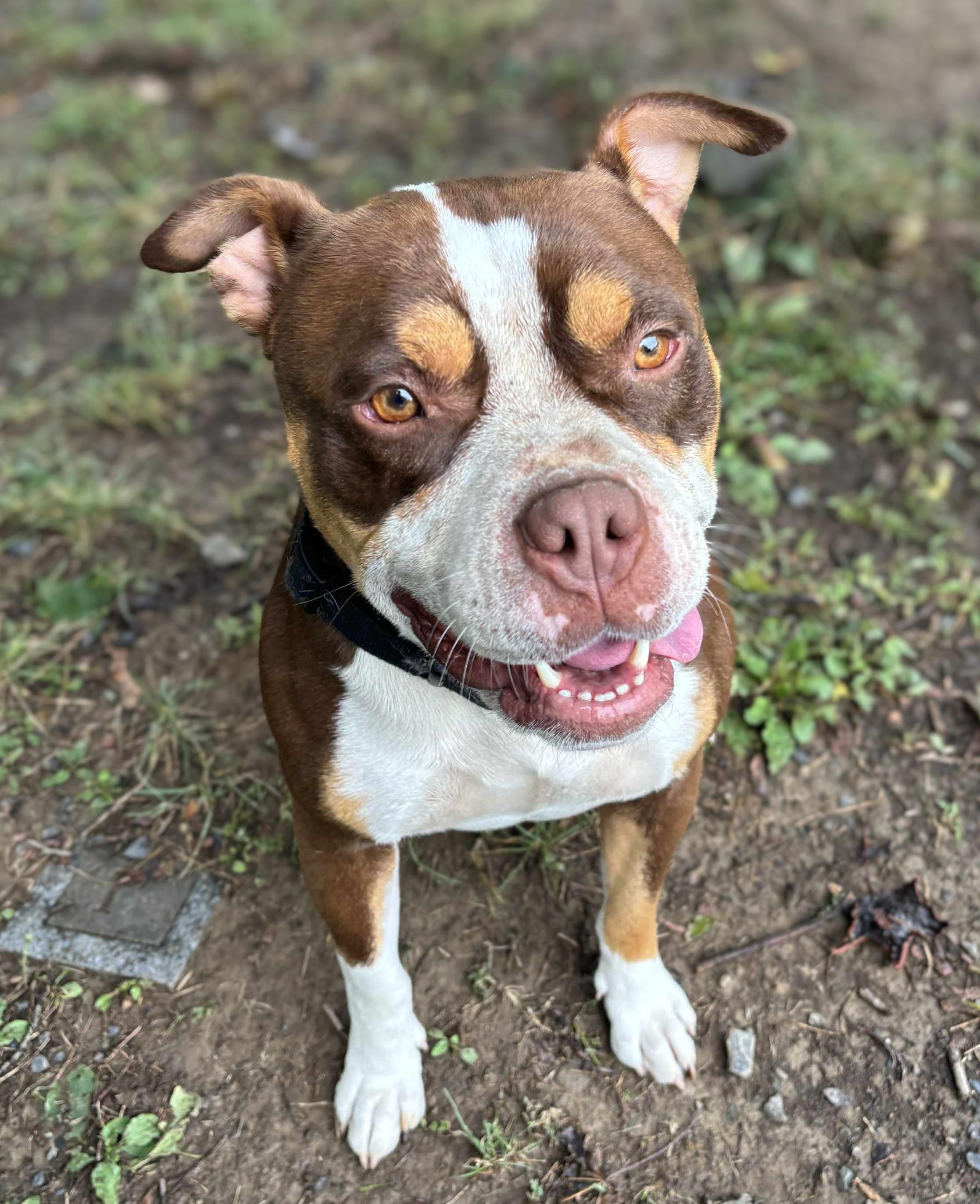 Enlarge Zeus, a Adoptable mixed breed in New Windsor, NY image 3/3