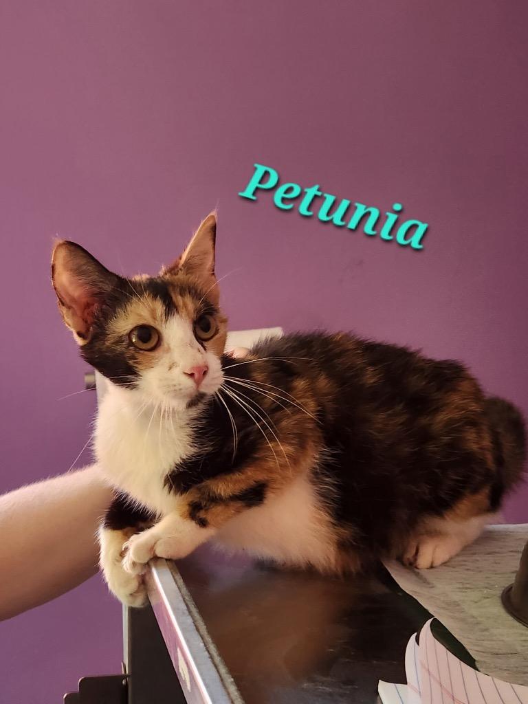 Petunia, Adoptable, Kitten Female Domestic Short Hair.