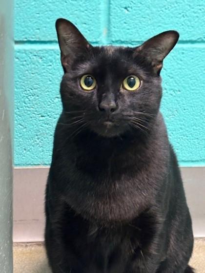 Oscar, Adoptable, Kitten Male Domestic Short Hair & Domestic Short Hair.