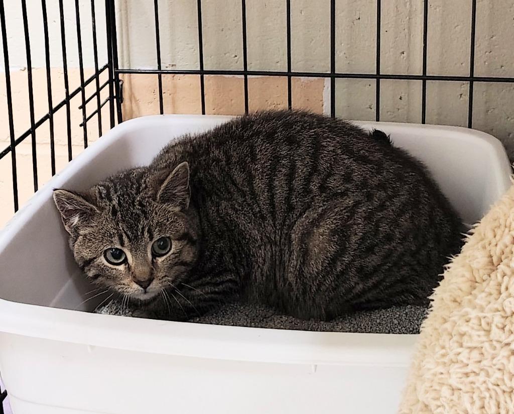 Enlarge Rosie AKA Bubbles, a Adoptable mixed breed in Saint Clairsville, OH image 1/1