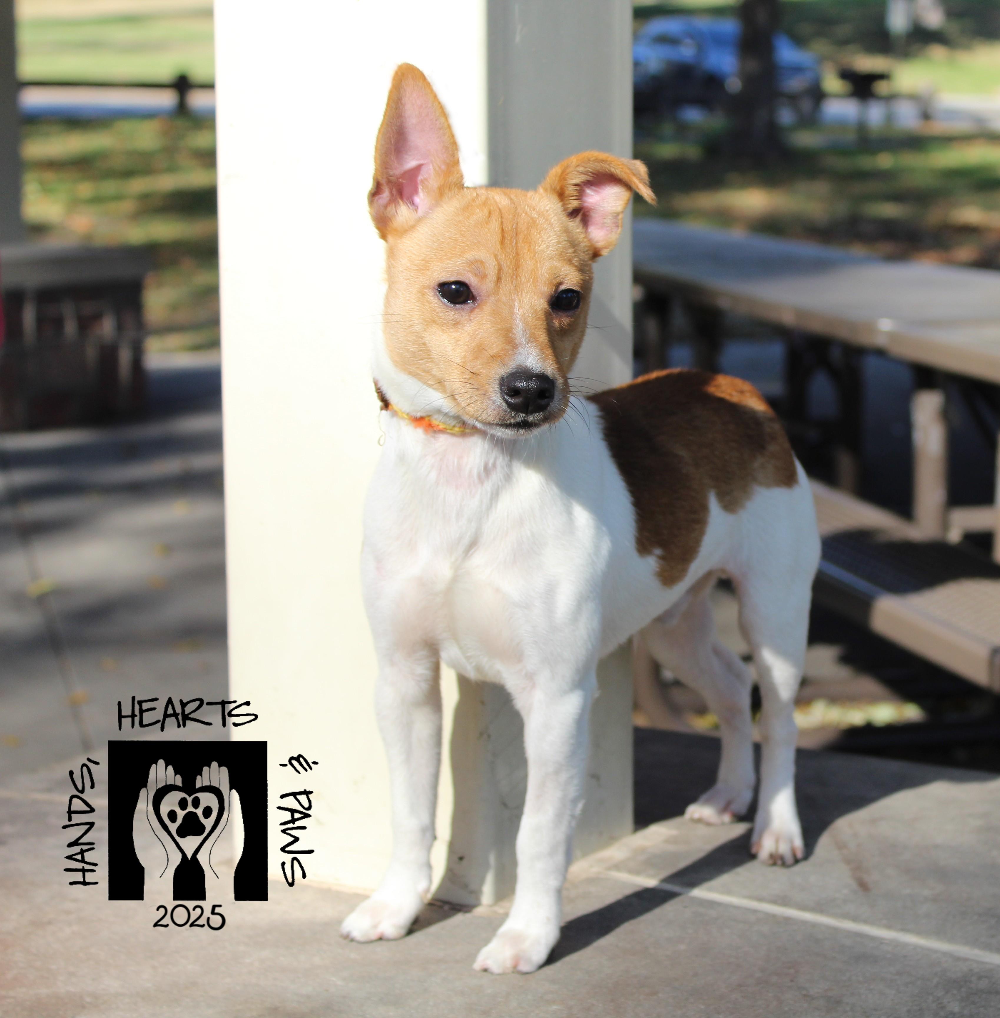 Freddy Krueger, Adoptable, Young Male Terrier.