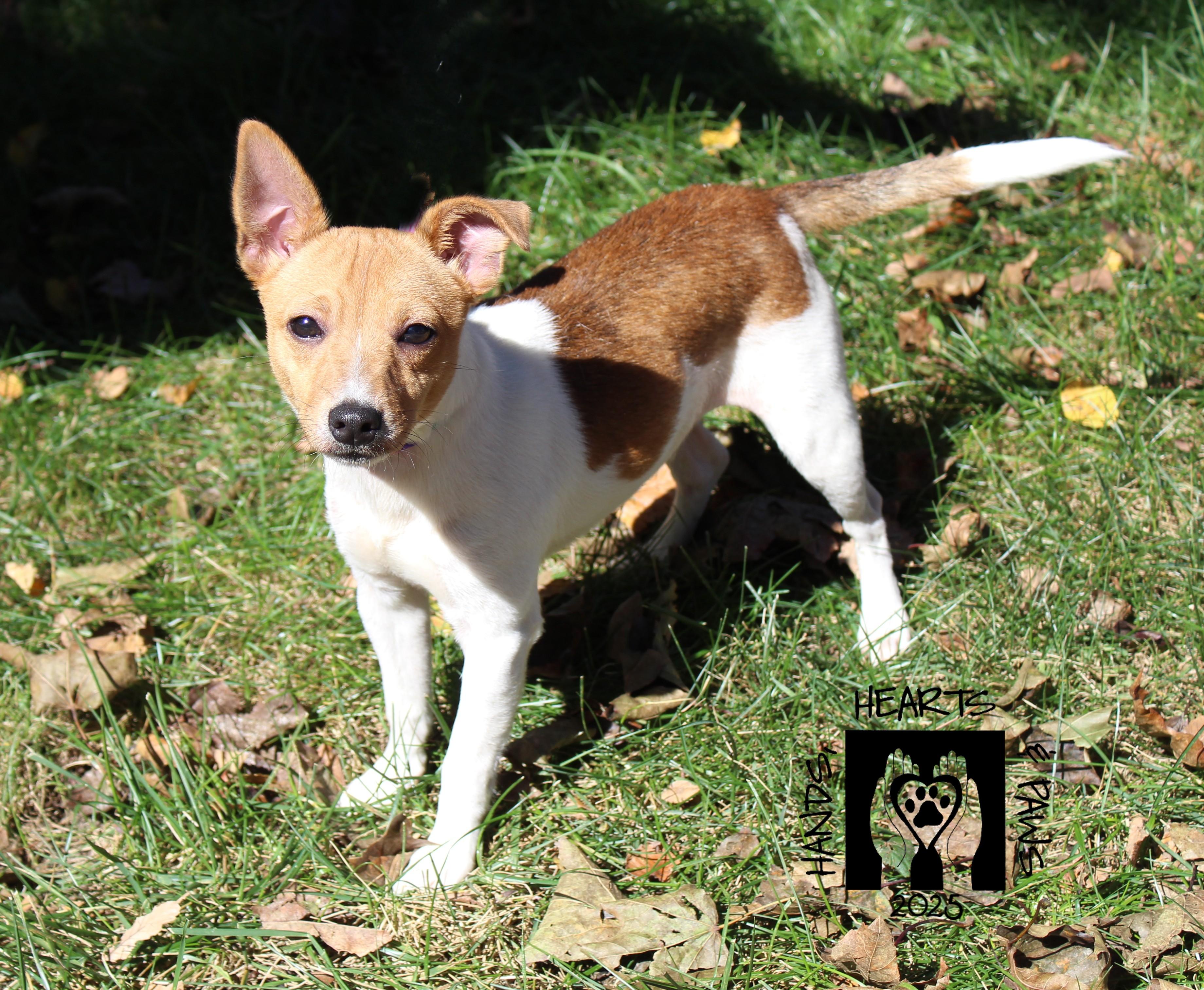 Freddy Krueger, a Adoptable mixed breed in Omaha, NE image 3/4