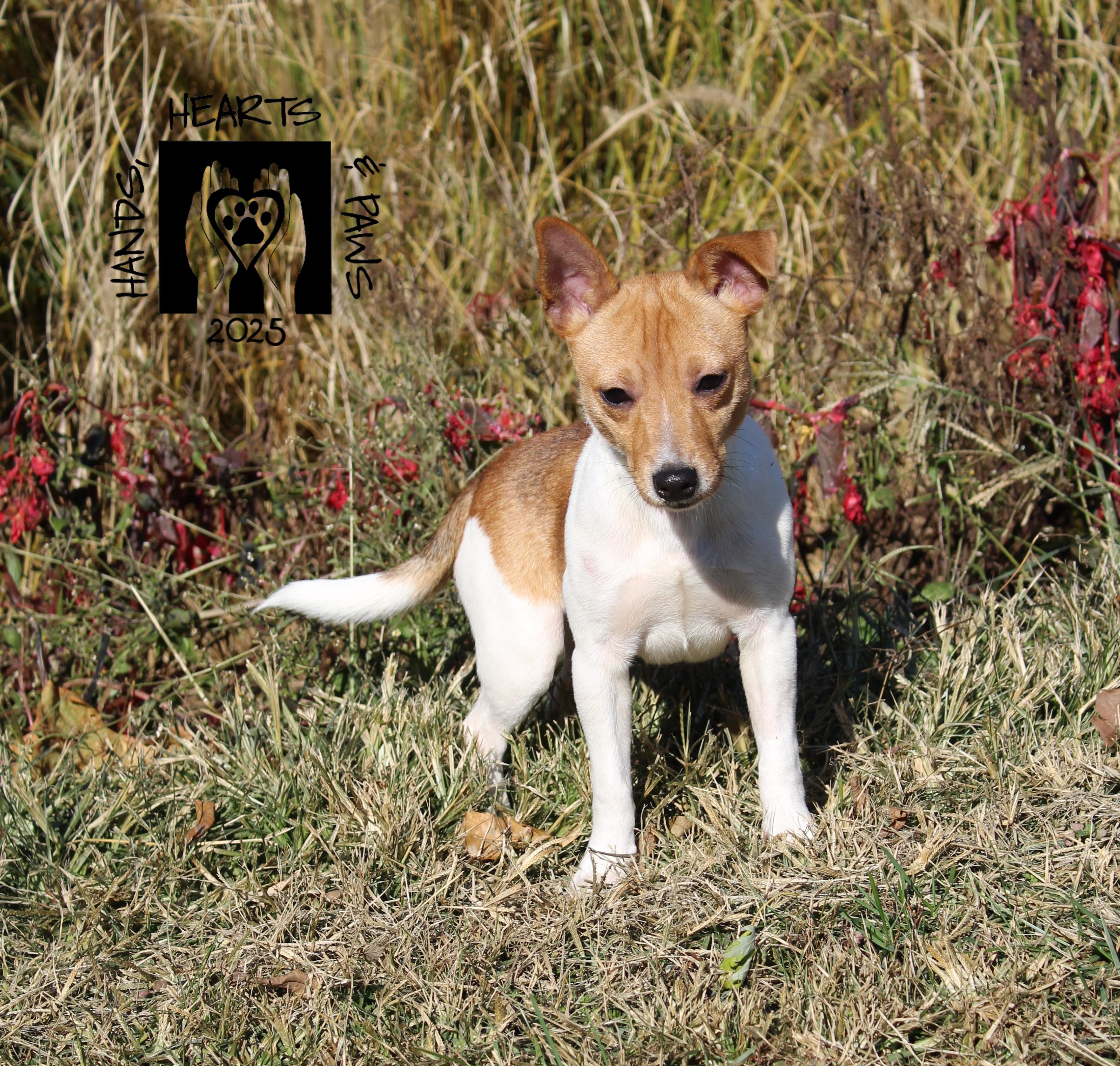 Freddy Krueger, a Adoptable mixed breed in Omaha, NE image 4/4