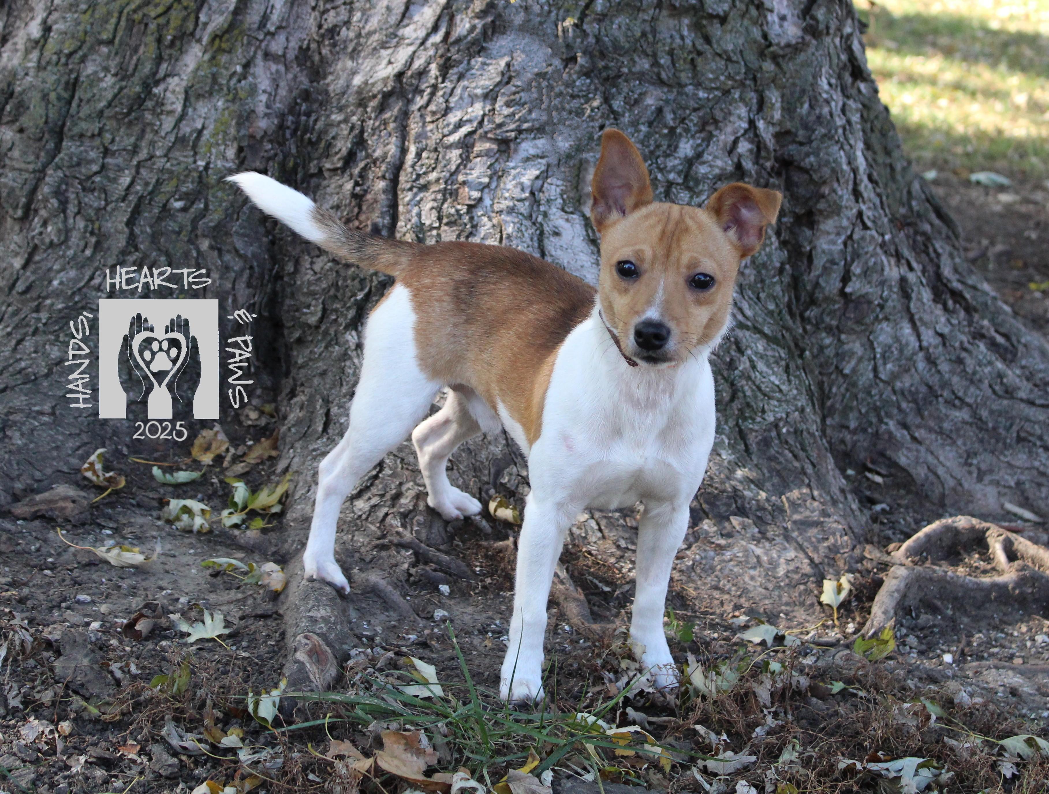 Freddy Krueger, a Adoptable mixed breed in Omaha, NE image 2/4