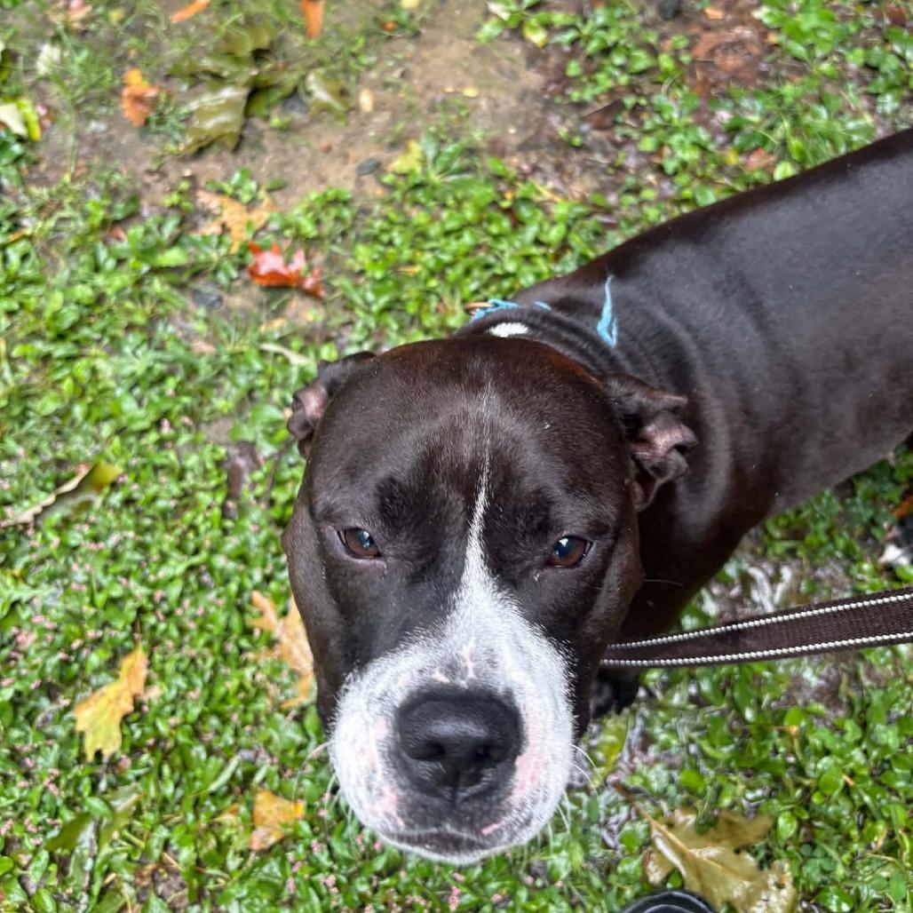 Enlarge Carrie, a Adoptable mixed breed in Voorhees, NJ image 1/3