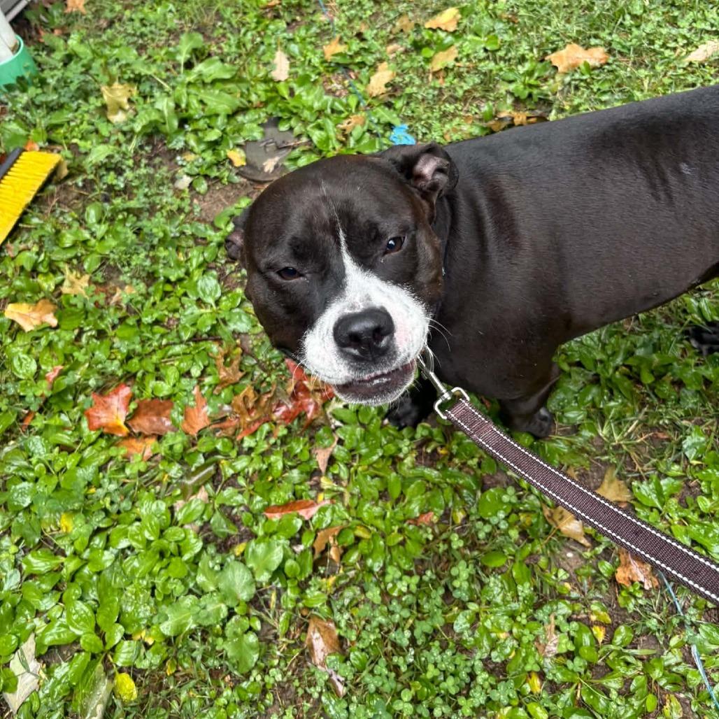 Enlarge Carrie, a Adoptable mixed breed in Voorhees, NJ image 2/3