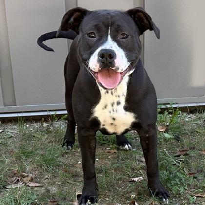 Enlarge Carrie, a Adoptable mixed breed in Voorhees, NJ image 3/3