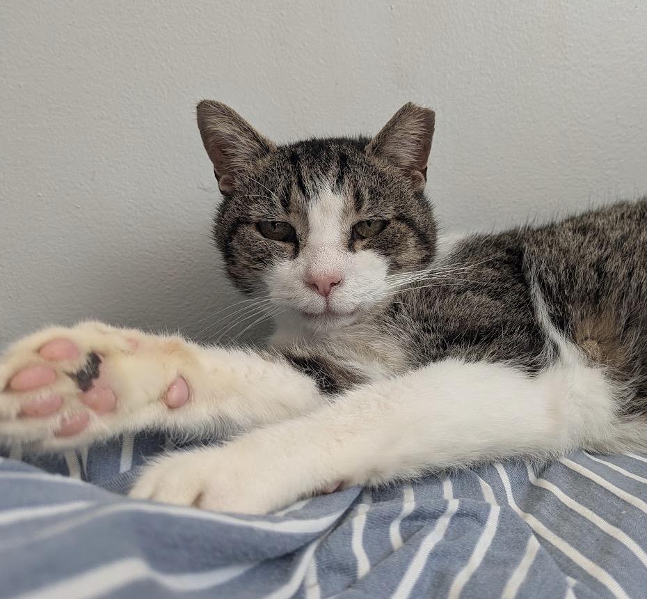 Herbert, a ADOPTABLE Domestic Short Hair in Alexandria, VA image 6/6