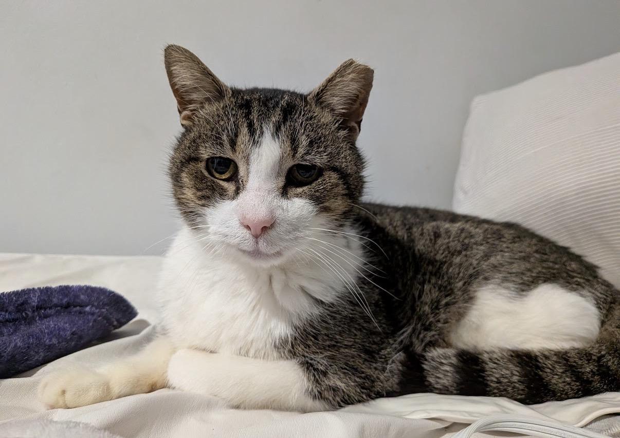 Herbert, a ADOPTABLE Domestic Short Hair in Alexandria, VA image 2/6