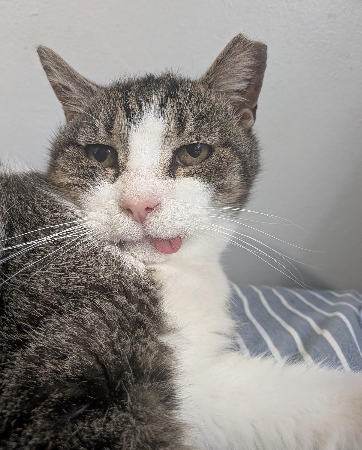 Herbert, a ADOPTABLE Domestic Short Hair in Alexandria, VA image 5/6